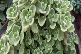 如何養(yǎng)才可以讓碰碰香開花，適宜生長的溫度在15-25℃左右