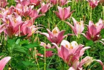 百合花介紹，春季可在苗圃中播種