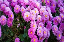綠色菊花的花語(yǔ)，代表神秘、愛(ài)情、浪漫