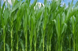 墾單10號玉米栽培技術(shù)要點，在適應(yīng)區(qū)5月5日-10日播種