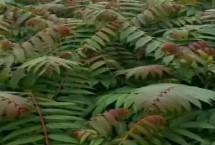 香椿矮化種植剪枝方法，苗長到近2米時(shí)可以摘除頂梢