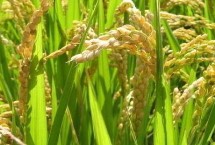 坤兩優(yōu)豐占水稻栽培技術要點，6月中下旬播種