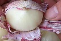 獨頭蒜和普通大蒜的區(qū)別，二者蒜瓣形態(tài)不同