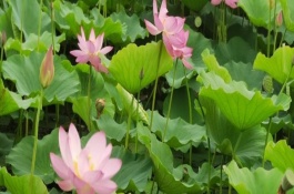 荷花葉子邊緣發(fā)黑枯萎怎么回事，荷葉為圓形