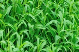 空心菜在生長期需要注意什么，浸種催芽后再進(jìn)行直播