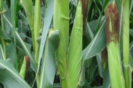 吉農(nóng)玉309玉米栽培技術(shù)要點(diǎn)，5月下旬至6月中旬播種