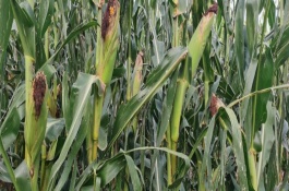 春玉米3月底可以種嗎，推廣種植密度每畝4000-4500株