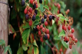 覆盆子的種類，植株為灌木、果實為聚合果、枝干上長有倒鉤刺