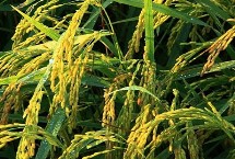 粵南絲苗水稻栽培技術(shù)要點，早造全生育期126～127天