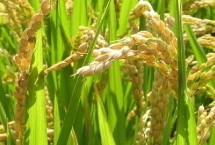 荃優(yōu)金10水稻栽培技術(shù)要點(diǎn)，每畝有效穗數(shù)16.1萬(wàn)穗