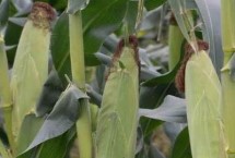 BQ1902玉米栽培技術(shù)要點(diǎn)，中抗大斑病