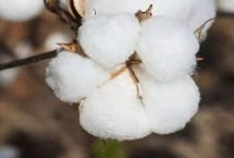 魯棉378棉花栽培技術(shù)要點(diǎn)，屬轉(zhuǎn)基因中早熟品種