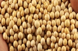 九農(nóng)35大豆栽培技術(shù)要點(diǎn)，適宜播期為4月底至5月初