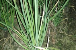 蔥葉有白斑的處理方式，可能是遭受凍害、缺少水肥等