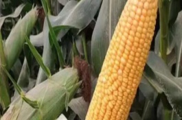 強碩68玉米品種有什么特點，出籽率達到80.5%