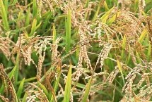 龍盾1761水稻栽培技術(shù)要點(diǎn)，普通粳稻品種