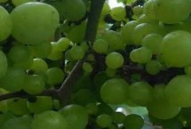 葡萄粒發(fā)黃是什么原因，品種原因或氮肥施用過量均會導(dǎo)致