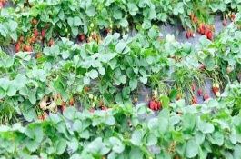 草莓哪個季節(jié)成熟，一般為夏季6-7月份