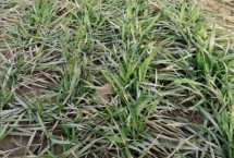 冬小麥?zhǔn)乔锓N夏收嗎，9月中下旬至10月上旬播種來(lái)年5月底至6月中下旬收獲