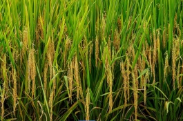 粳稻主要產(chǎn)自我國什么地區(qū)，地理分布和籽粒特點(diǎn)均不同