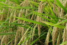 廚香優(yōu)556水稻栽培技術(shù)要點，稻瘟病區(qū)種植要注意防治稻瘟病