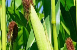 新糯玉14號玉米栽培技術(shù)要點(diǎn)，中等肥力以上地塊種植