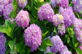 無(wú)盡夏花期能施肥嗎，無(wú)盡夏花期不可施肥
