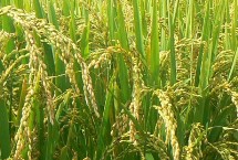 閩誠(chéng)稻7號(hào)水稻栽培技術(shù)要點(diǎn)，灌漿成熟期注意防治稻飛虱