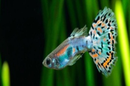 孔雀魚二個(gè)月長多大，環(huán)境刺激和年齡較大等均會(huì)導(dǎo)致