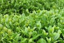茶葉的產(chǎn)地，不同產(chǎn)區(qū)產(chǎn)的茶葉不同
