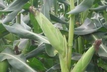 傣玉甜1號玉米栽培技術(shù)要點，在中上等肥力地塊種植