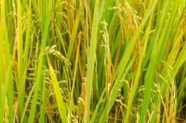 遼星14號水稻栽培技術(shù)要點(diǎn)，生育期156天左右