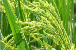 苗香粳1號(hào)水稻栽培技術(shù)要點(diǎn)，4月10～20日播種