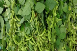 桂春豆106大豆栽培技術(shù)要點(diǎn)，在此密度范圍內(nèi)