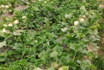 種植甜瓜使用什么肥料，種子消毒后可進行直播