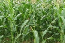 德玉3000玉米栽培技術要點，與對照先玉335生育期相當