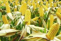 金凱10號玉米栽培技術要點，高抗禾谷鐮孢莖腐病