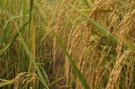 Y兩優(yōu)7號(hào)水稻栽培技術(shù)要點(diǎn)，注意防治稻瘟病