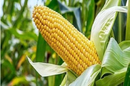 瑞豐1號(hào)玉米栽培技術(shù)要點(diǎn)，夏播生育期94天