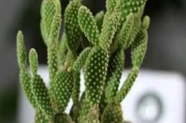 小型仙人掌有哪些品種，沖洗受傷處再用鑷子順著絨刺的方向將它拔出