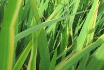 龍稻185水稻栽培技術(shù)要點(diǎn)，播種期4月10日