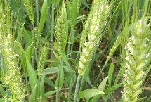 克春22號小麥栽培技術(shù)要點(diǎn)，全生育期93.0天
