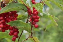 五味子的繁殖方法，畝產(chǎn)1500-3000斤鮮貨