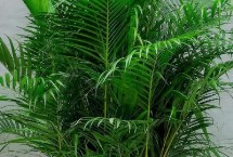 形態(tài)區(qū)別，形態(tài)和習(xí)性均不同