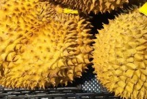 如何挑選成熟的榴蓮，氣候不適宜、種植成本高皆是重要原因