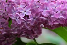 丁香花開(kāi)放時(shí)間，不同品種的花期各有差異