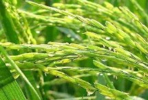 榕泰優(yōu)862水稻栽培技術(shù)要點，每畝有效穗數(shù)17.0萬穗