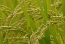 神農(nóng)39水稻栽培技術(shù)要點(diǎn)，在6月20日左右播種