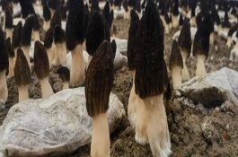 羊肚菌適合在什么地方生長(zhǎng)，成本大約10000元左右