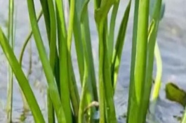 澤瀉要種多久才能收獲，浸種后與草木灰拌勻再進(jìn)行撒播